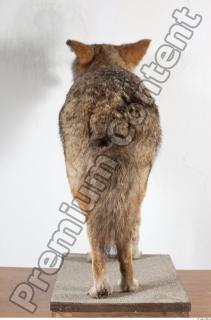 Wolf leg photo reference 0009